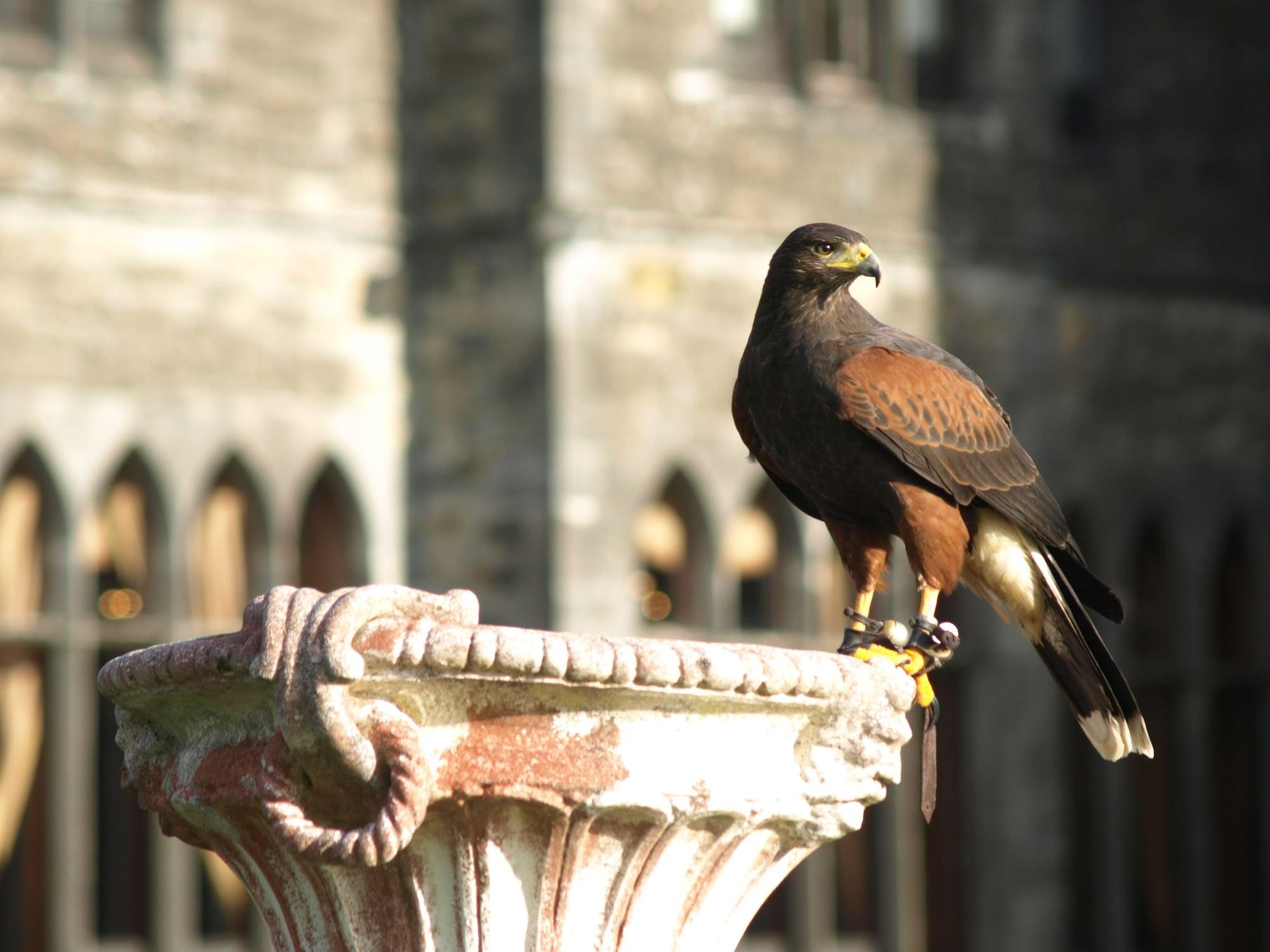 ホテル Ashford Castle コング エクステリア 写真